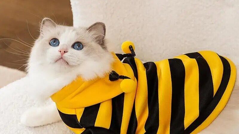 Bee Costume Hoodie for Pets